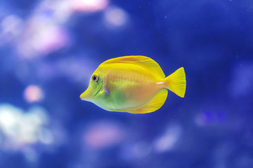 Yellow fish swimming in a coral reef at the bottom of the ocean. Seen from close up