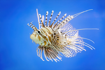 Pterois fish on a blue background seen from close up in the aquarium