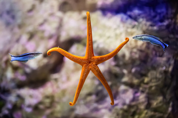 Two fish playing with an orange starfish in the sea