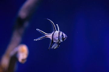 Obraz na płótnie Canvas Fish swimming in dark blue background