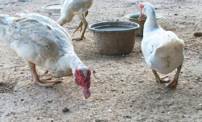 Duck farm at Thailand