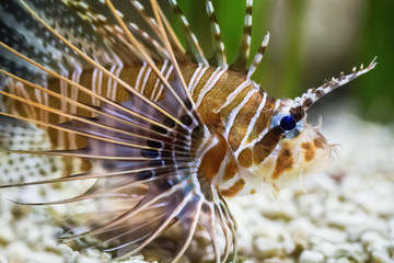 Naklejka premium Pterois fish seen from close up in the aquarium