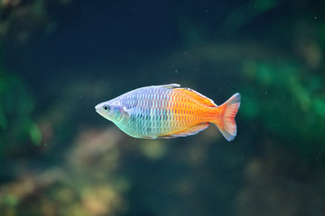 Orange coral reef fish in the aquarium