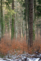 Rußberg  Baden-Württemberg im Dezember