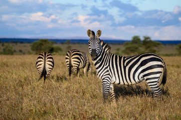 Obraz na płótnie Canvas Zebras