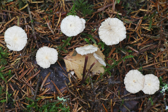 Gymnopus perforans, known as Stinking Parachute, wild mushroom from Finland