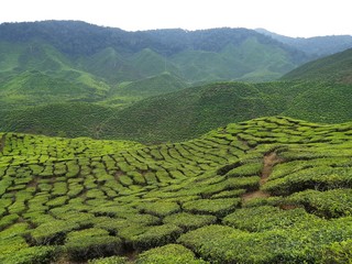 Holiday with cool fresh air at Cameron highland Malaysia. 