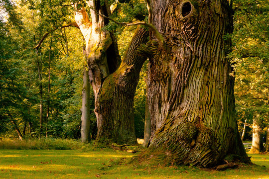 Riesige, sehr alte Eichen mit gro&szlig;en St&auml;mmen in einer Parklandschaft bei Ivenack, Mecklenburg-Vorpommern