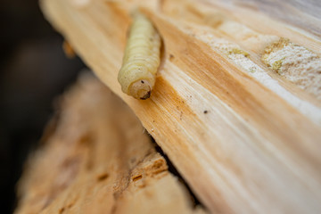 Borkenkäfer Larve im Holz