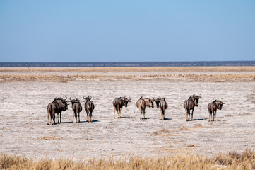 Fototapeta na wymiar A herd of Blue Wildebeest -Connochaetes taurinus- also known as Gnus, heading out onto the salt pans of Etosha National Park, Namibia.