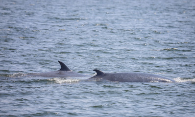 Fototapeta premium Bryde's whale watching in gulf of Thailand.