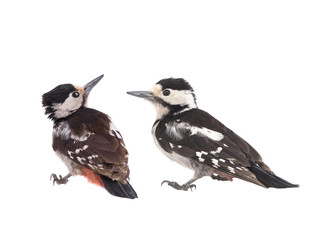  two Great Spotted Woodpecker (Dendrocopos major)  isolated on a white background in studio shot