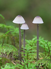 Mycena galopus, known as the milking bonnet or the milk-drop mycena, wild mushroom from Finland