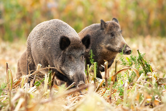 Herd of wild boars, sus scrofa, wandering and looking for some food on the stubble. Pig family eating corn. Group of peaceful animals standing on the agricultural land.