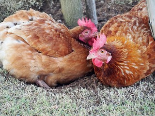 Chicken digging holes to relax