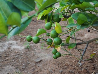 The lemon in the garden 
It has a sour taste to make food and drinks.
Lemon is popular in Asia.