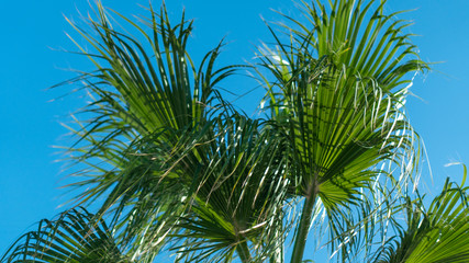 Trap natural plants, palm trees with green leaves on a background of blue sky.