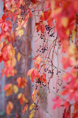 Background from yellow-red autumn leaves