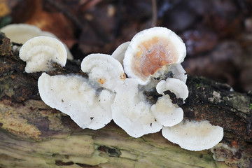 Gloeoporus dichrous, known as the  Bicoloured Bracket fungus