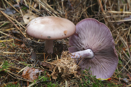 Lepista nuda, known as the Wood Blewit, wild mushroom from Finland