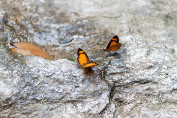Fototapeta na wymiar Pequeñas mariposas en roca frente a cascada