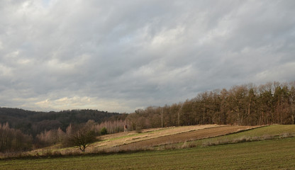 Obraz premium Las, grudzień, święta, jemioła, sosna, zima