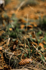 pine leaves and fallen cones on the ground
