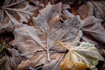 Frosted leaf