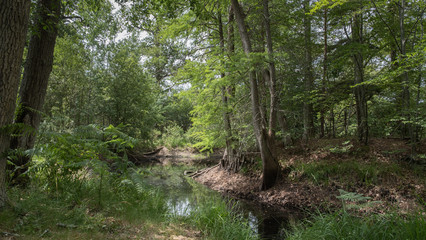 fem in underwood of a forest