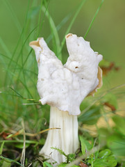 Helvella crispa, known as the white saddle, elfin saddle or common helvel, wild edible fungus from Finland