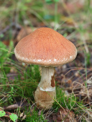 Cortinarius laniger, known as the Woolly Webcap, wild mushrooms from Finland