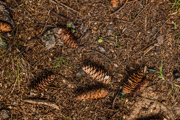 pine leaves and fallen cones on the ground