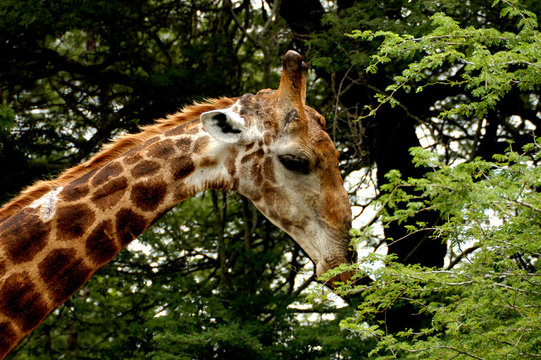 Young female giraffe among green and brown trees