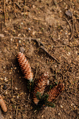 pine leaves and fallen cones on the ground