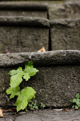 stairs with green plant and nature