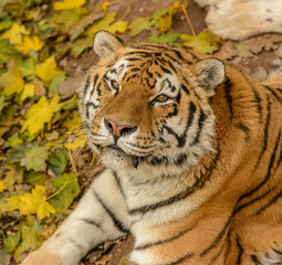 portrait of young tiger laying on leafy ground