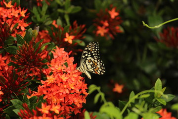 Fototapeta na wymiar Colorful or monarch butterfly takes or picking honey from the Butterfly Milkweed / orange flower on the evening