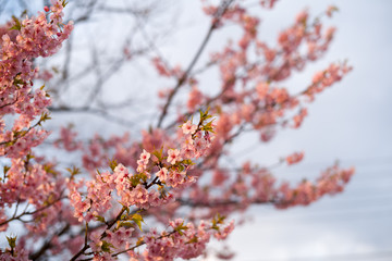 河津桜