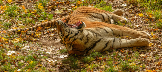 tiger laying on back yawning wide open
