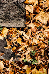 autumn yellowed leaf stairs nature