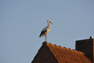 Storch Dach