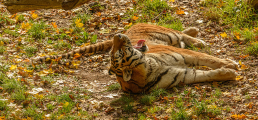 tiger laying on back yawning