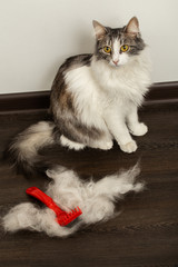 cat after grooming
