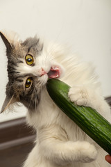 cat eats cucumber