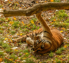 tiger laying on back playing with branch