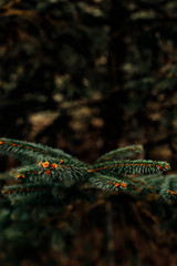 pine leaves and fallen cones on the ground