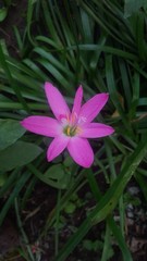 flower in the garden