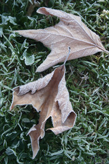 Brown dry fallen Maple leaves on green grass covered by frost on winter season. Winter background