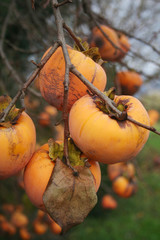 Ripe persimmon fruits on branch in the garden.  Diospyros kaki  tree on winter