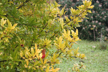 Pomegranate tree with beautiful yellow leaves in autumn. Punica granatum in autumn in the garden